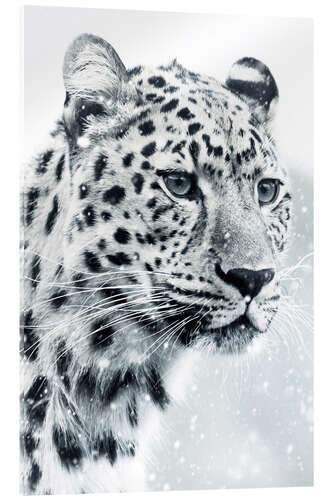 Akryylilasitaulu White Snow Leopard Portrait