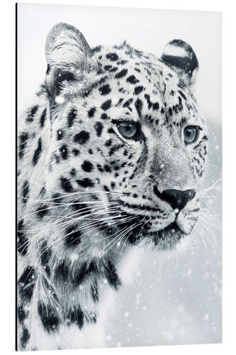 Aluminium print White Snow Leopard Portrait