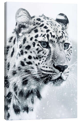 Lerretsbilde White Snow Leopard Portrait