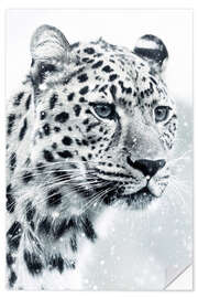 Wall sticker White Snow Leopard Portrait