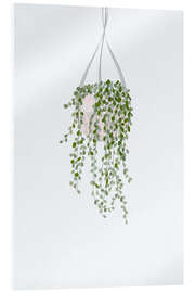 Tableau en verre acrylique String of Pearls House Plant
