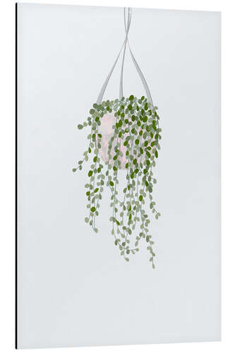 Obraz na aluminium String of Pearls House Plant