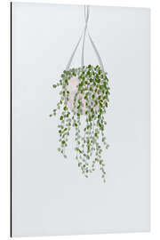 Obraz na aluminium String of Pearls House Plant