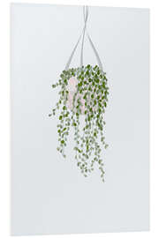 PVC-taulu String of Pearls House Plant