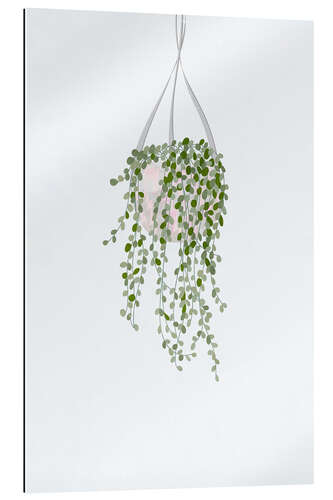 Gallery print String of Pearls House Plant