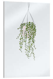 Tableau en plexi-alu String of Pearls House Plant