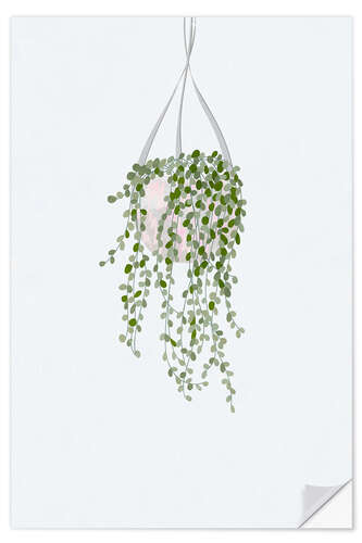 Selvklæbende plakat String of Pearls House Plant