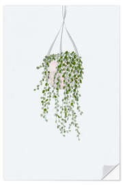 Selvklæbende plakat String of Pearls House Plant