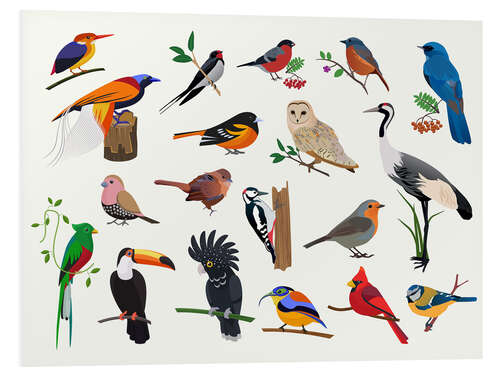 Foam board print Colourful Birds II