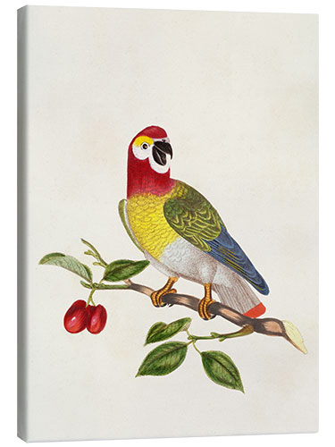 Canvas print Parrot on Branch - Psittacus Guineensis