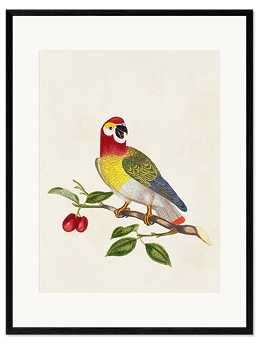 Impression artistique encadrée Parrot on Branch - Psittacus Guineensis