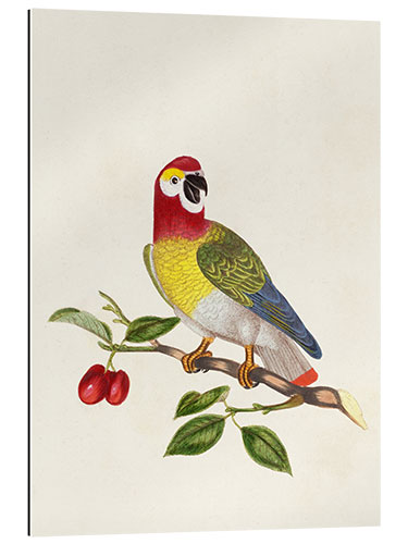 Galleriprint Parrot on Branch - Psittacus Guineensis