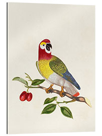 Galleriprint Parrot on Branch - Psittacus Guineensis