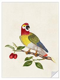 Sticker mural Parrot on Branch - Psittacus Guineensis