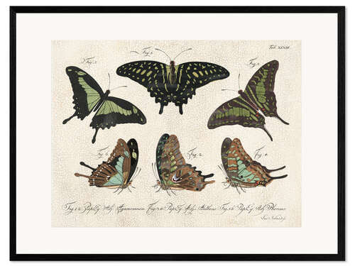 Kehystetty taidepainatus Butterflies - Collection