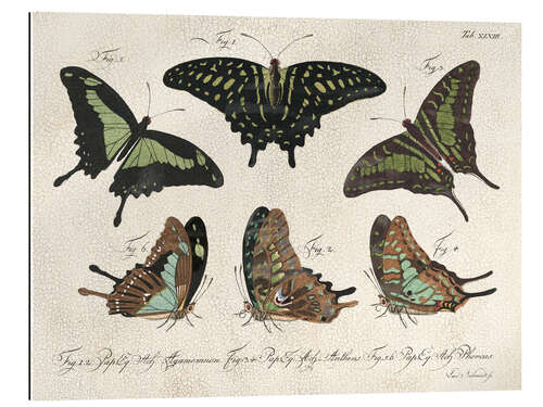 Gallery print Butterflies - Collection