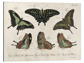 Magnettafel Schmetterlinge - Sammlung