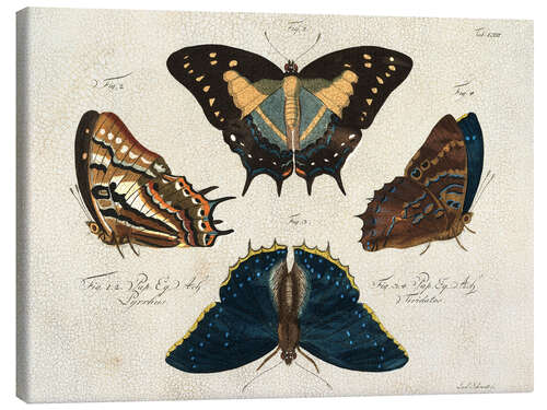 Canvas-taulu Four Butterfly Species