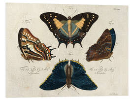 Foam board print Four Butterfly Species