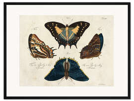 Gerahmter Kunstdruck Vier Schmetterlingsarten