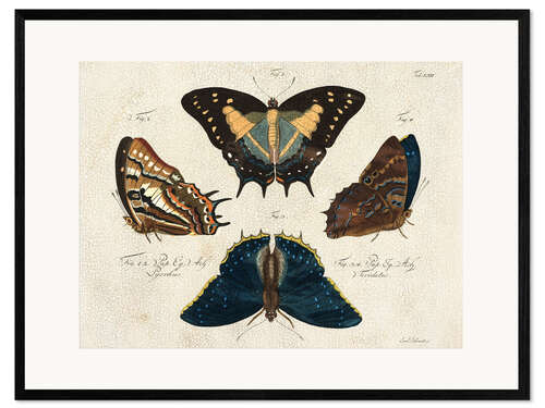 Kehystetty taidepainatus Four Butterfly Species