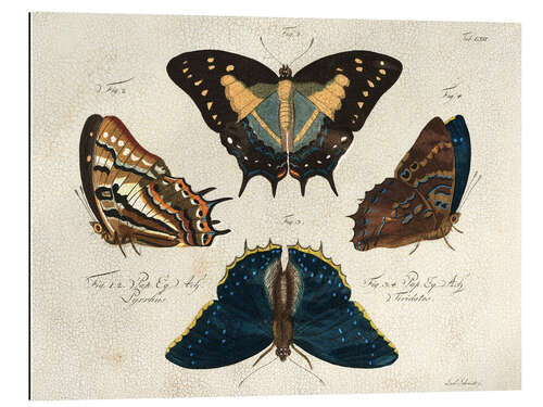 Gallery print Four Butterfly Species