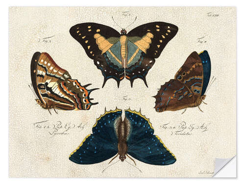 Selvklebende plakat Four Butterfly Species