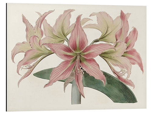 Tableau en aluminium Amaryllis Varietals I