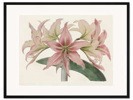 Gerahmter Kunstdruck Amaryllis-Sorten I