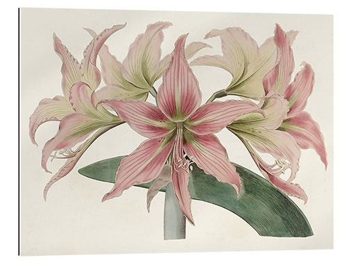 Gallery Print Amaryllis-Sorten I