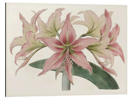 Magnettafel Amaryllis-Sorten I