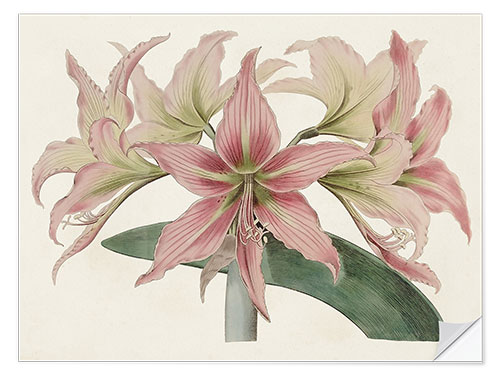 Wall sticker Amaryllis Varietals I