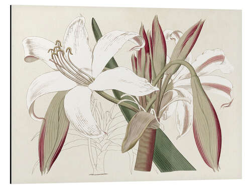 Aluminium print Amaryllis Varietals II