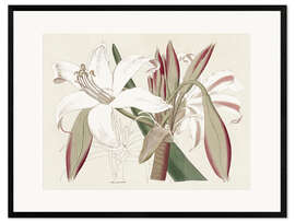 Framed art print Amaryllis Varietals II