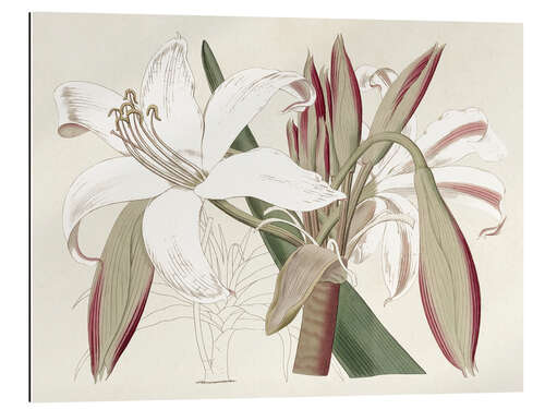 Gallery print Amaryllis Varietals II