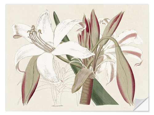 Wall sticker Amaryllis Varietals II