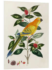 Foam board print Bird on Branch  - Psittacus aurantius