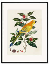 Gerahmter Kunstdruck Vogel auf Zweig - Psittacus aurantius