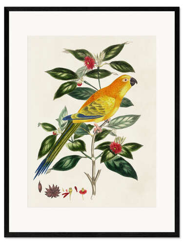 Framed art print Bird on Branch  - Psittacus aurantius