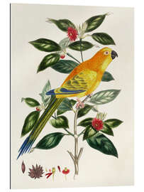 Gallery Print Vogel auf Zweig - Psittacus aurantius