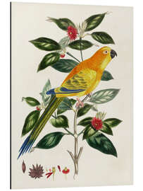 Magnettafel Vogel auf Zweig - Psittacus aurantius