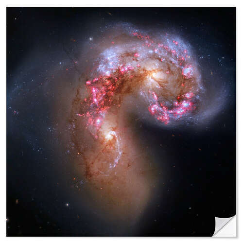 Naklejka na ścianę Antennae Colliding Galaxies, Hubble Image, 2013