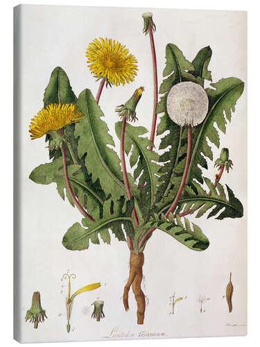 Tableau sur toile Dandelion