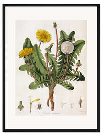 Gerahmter Kunstdruck Löwenzahn
