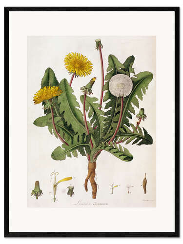 Impresión de arte enmarcada Dandelion
