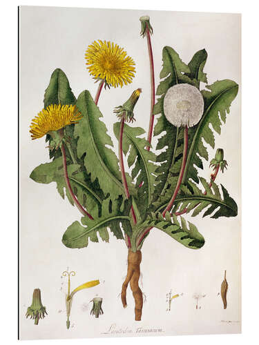 Galleritryck Dandelion