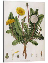 Magnettafel Löwenzahn