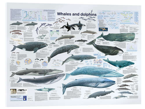 Stampa su vetro acrilico Whales and dolphins