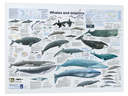 Tableau en PVC Whales and dolphins