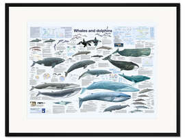 Gerahmter Kunstdruck Wale und Delfine (englisch)